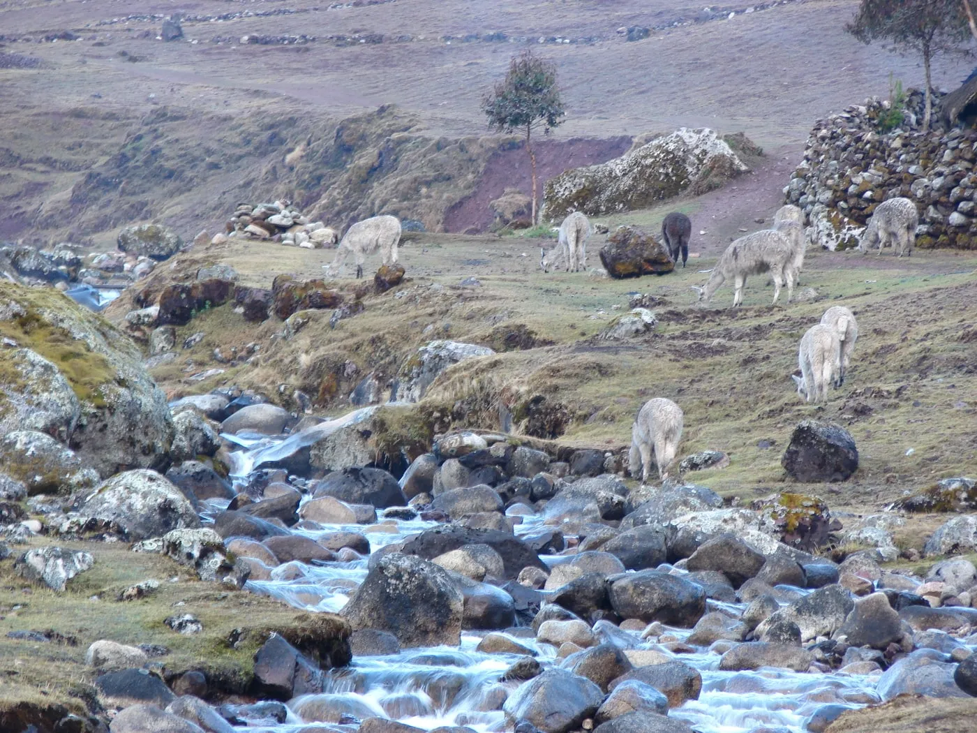Cacchin – Lares 3 días 3